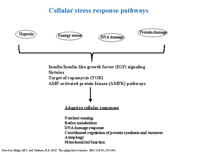 Cellular stress response pathways Hypoxia Energy status Protein damage DNA damage Insulin/Insulin-like growth factor