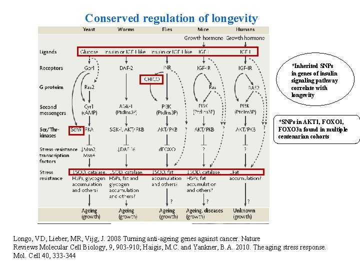 Conserved regulation of longevity *Inherited SNPs in genes of insulin signaling pathway correlate with