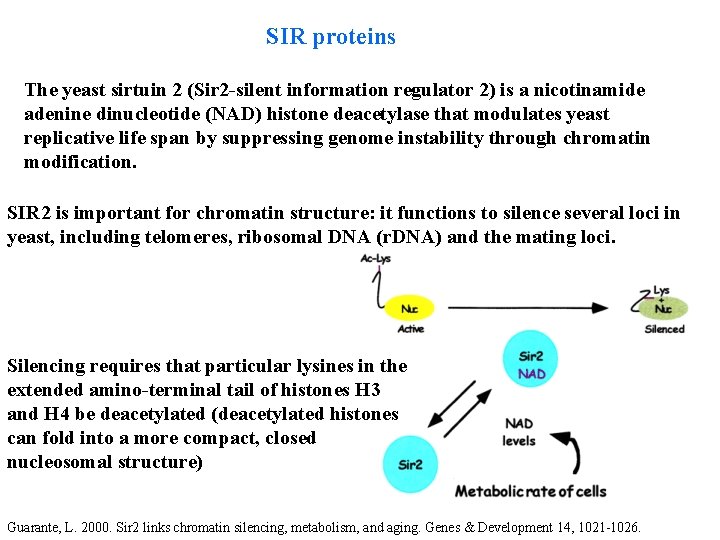 SIR proteins The yeast sirtuin 2 (Sir 2 -silent information regulator 2) is a