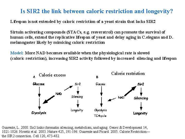 Is SIR 2 the link between caloric restriction and longevity? Lifespan is not extended