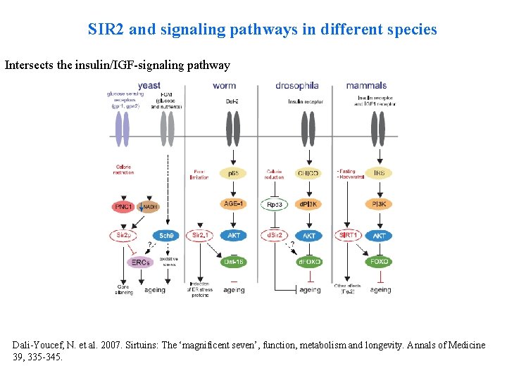 SIR 2 and signaling pathways in different species Intersects the insulin/IGF-signaling pathway Dali-Youcef, N.