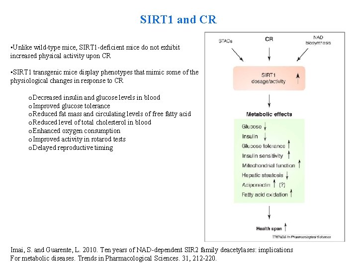 SIRT 1 and CR • Unlike wild-type mice, SIRT 1 -deficient mice do not