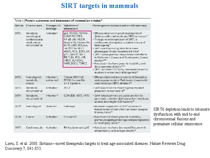 SIRT targets in mammals SIRT 6 depletion leads to telomere dysfunction with end-to-end chromosomal