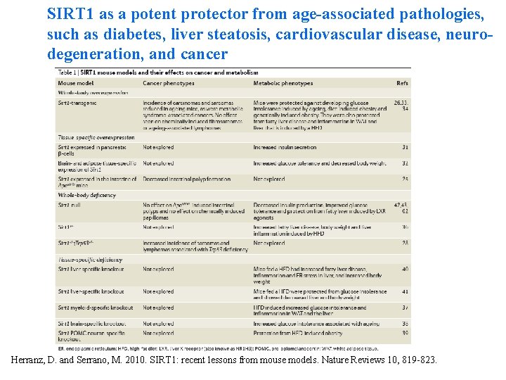 SIRT 1 as a potent protector from age-associated pathologies, such as diabetes, liver steatosis,