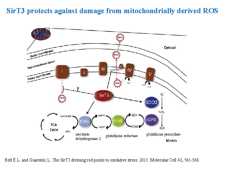 Sir. T 3 protects against damage from mitochondrially derived ROS isocitrate dehydrogenase 2 glutathione