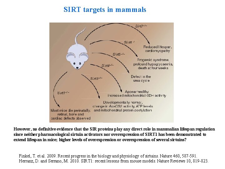 SIRT targets in mammals However, no definitive evidence that the SIR proteins play any