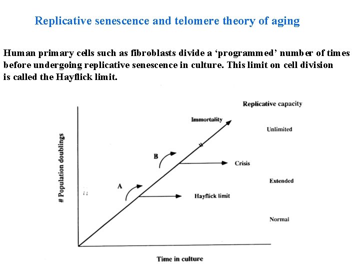 Replicative senescence and telomere theory of aging Human primary cells such as fibroblasts divide