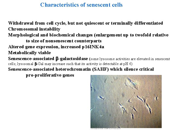 Characteristics of senescent cells Withdrawal from cell cycle, but not quiescent or terminally differentiated