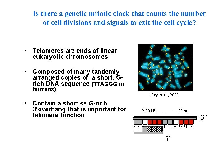 Is there a genetic mitotic clock that counts the number of cell divisions and