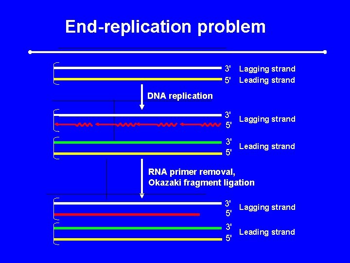 End-replication problem 3' Lagging strand 5' Leading strand DNA replication 3' Lagging strand 5'