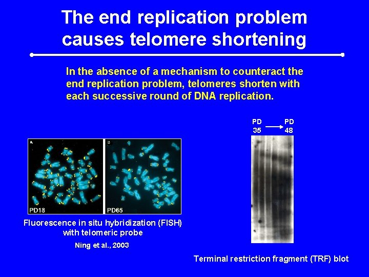 The end replication problem causes telomere shortening In the absence of a mechanism to