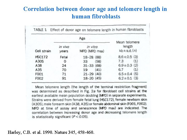 Correlation between donor age and telomere length in human fibroblasts Harley, C. B. et