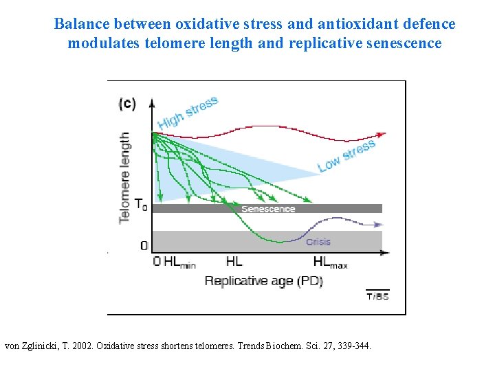 Balance between oxidative stress and antioxidant defence modulates telomere length and replicative senescence von
