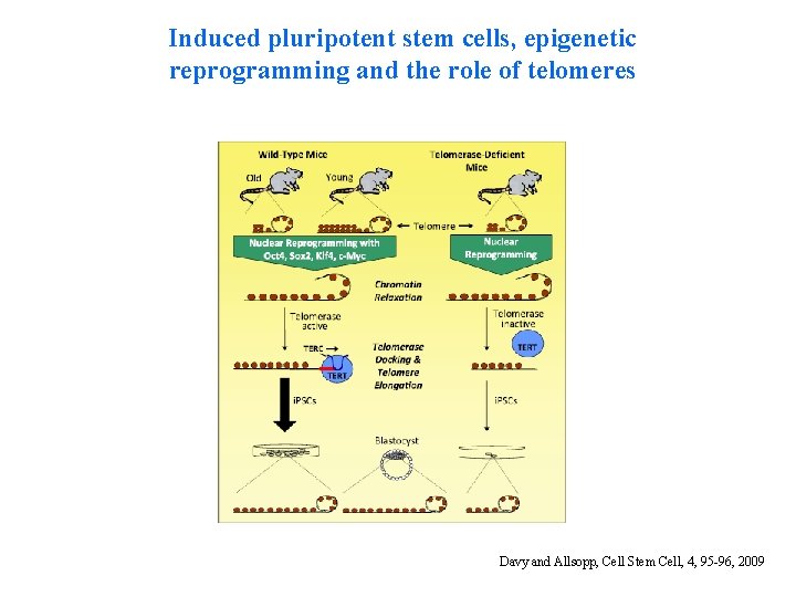 Induced pluripotent stem cells, epigenetic reprogramming and the role of telomeres Davy and Allsopp,