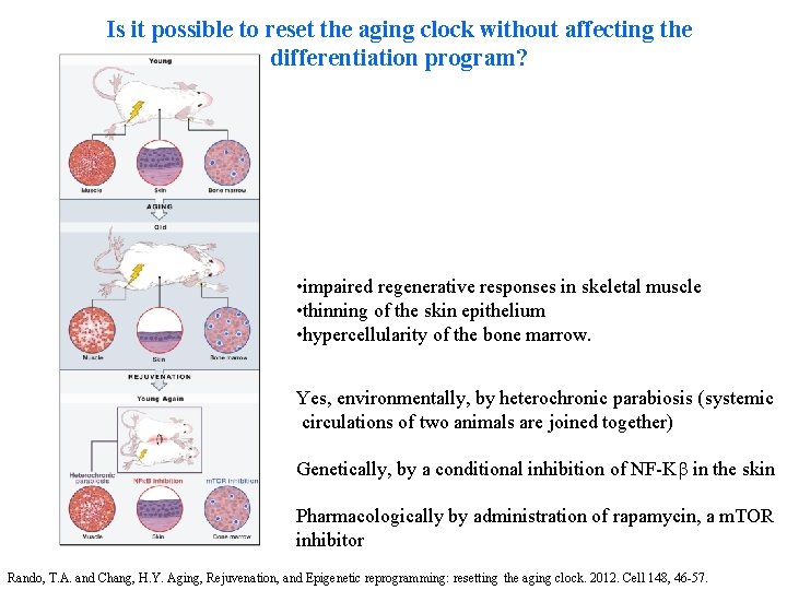 Is it possible to reset the aging clock without affecting the differentiation program? •