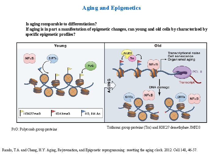 Aging and Epigenetics Is aging comparable to differentiation? If aging is in part a