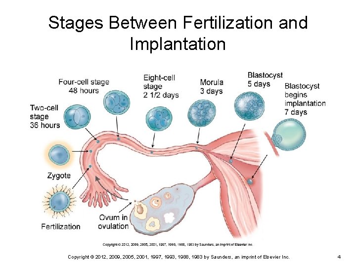 Stages Between Fertilization and Implantation Copyright © 2012, 2009, 2005, 2001, 1997, 1993, 1988,