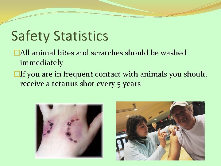 Safety Statistics �All animal bites and scratches should be washed immediately �If you are