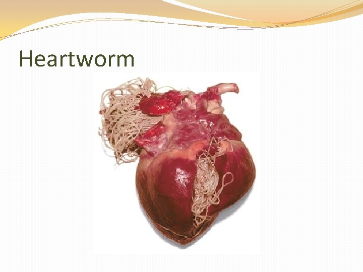 Heartworm 