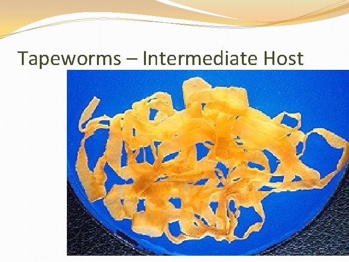 Tapeworms – Intermediate Host 