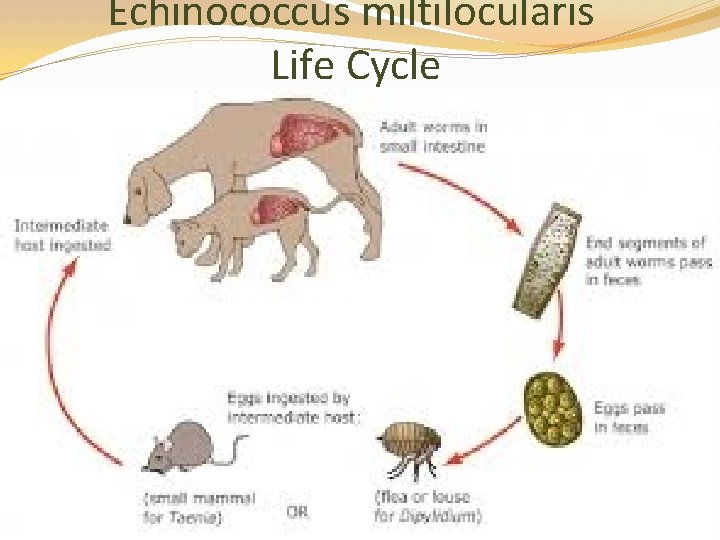 Echinococcus miltilocularis Life Cycle 