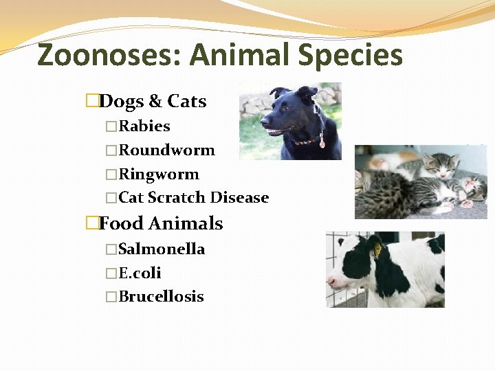 Zoonoses: Animal Species �Dogs & Cats �Rabies �Roundworm �Ringworm �Cat Scratch Disease �Food Animals