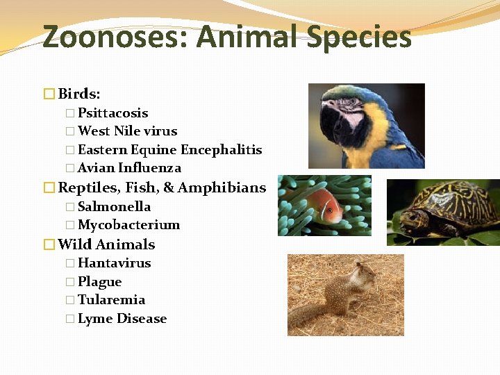 Zoonoses: Animal Species �Birds: � Psittacosis � West Nile virus � Eastern Equine Encephalitis