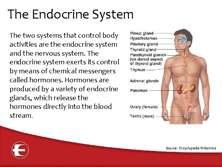The Endocrine System The two systems that control body activities are the endocrine system