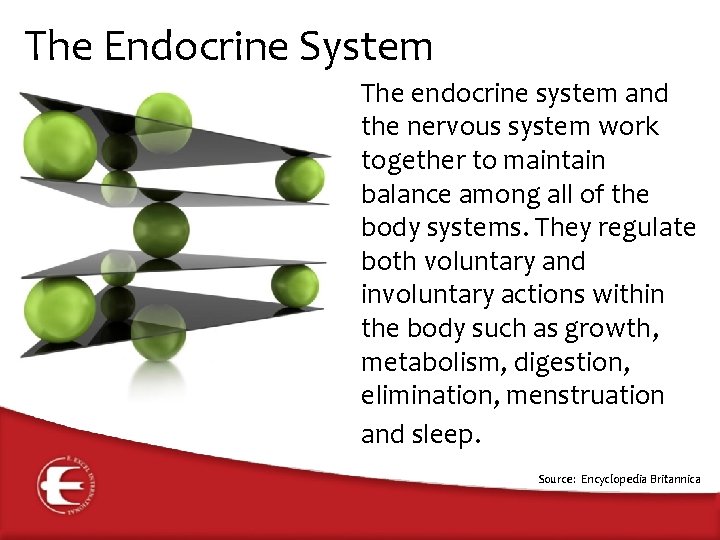 The Endocrine System The endocrine system and the nervous system work together to maintain