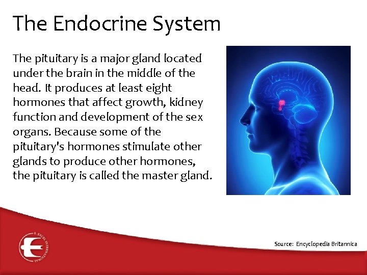 The Endocrine System The pituitary is a major gland located under the brain in