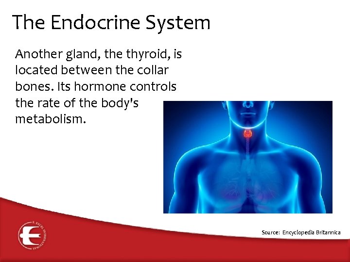 The Endocrine System Another gland, the thyroid, is located between the collar bones. Its