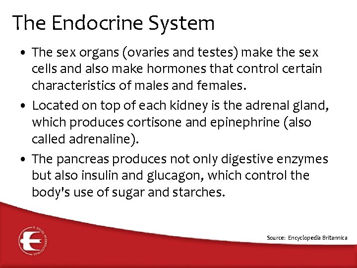 The Endocrine System • The sex organs (ovaries and testes) make the sex cells