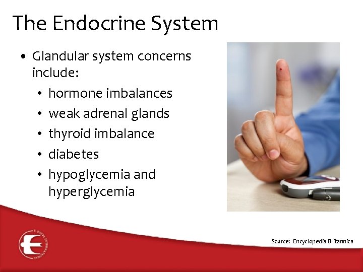 The Endocrine System • Glandular system concerns include: • hormone imbalances • weak adrenal