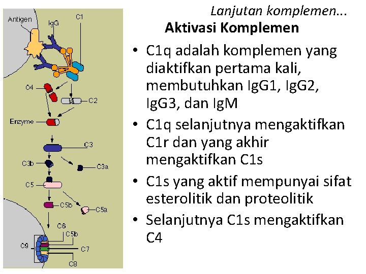 Lanjutan komplemen. . . • • Aktivasi Komplemen C 1 q adalah komplemen yang