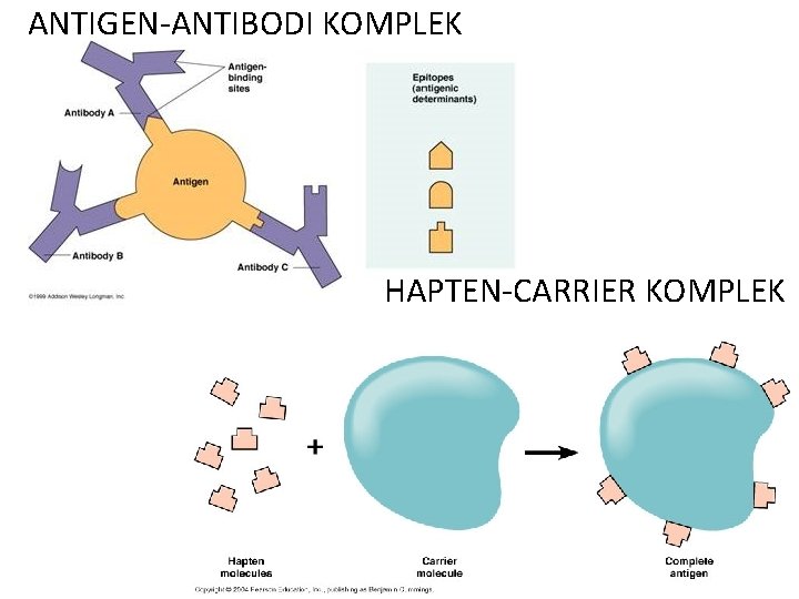 ANTIGEN-ANTIBODI KOMPLEK HAPTEN-CARRIER KOMPLEK 