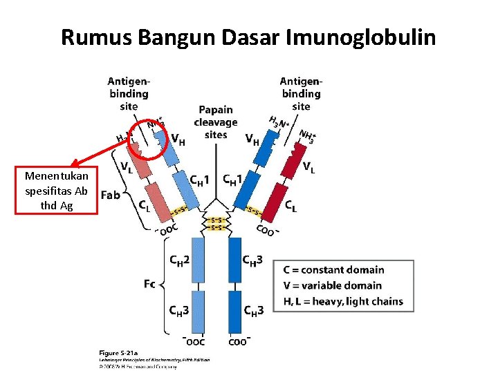 Rumus Bangun Dasar Imunoglobulin Menentukan spesifitas Ab thd Ag 