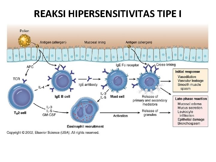 REAKSI HIPERSENSITIVITAS TIPE I 