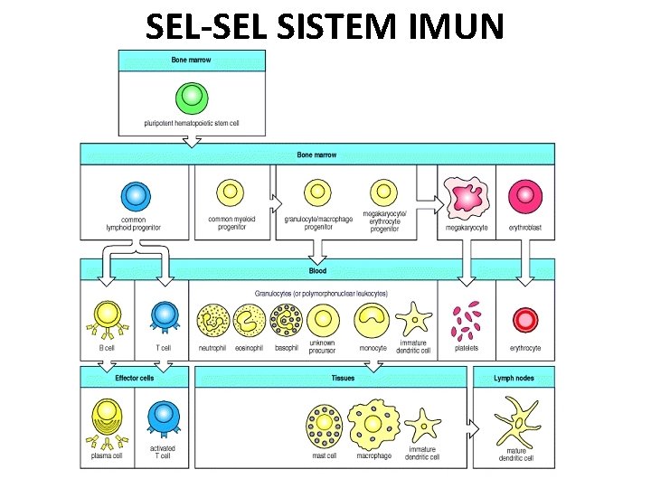 SEL-SEL SISTEM IMUN 