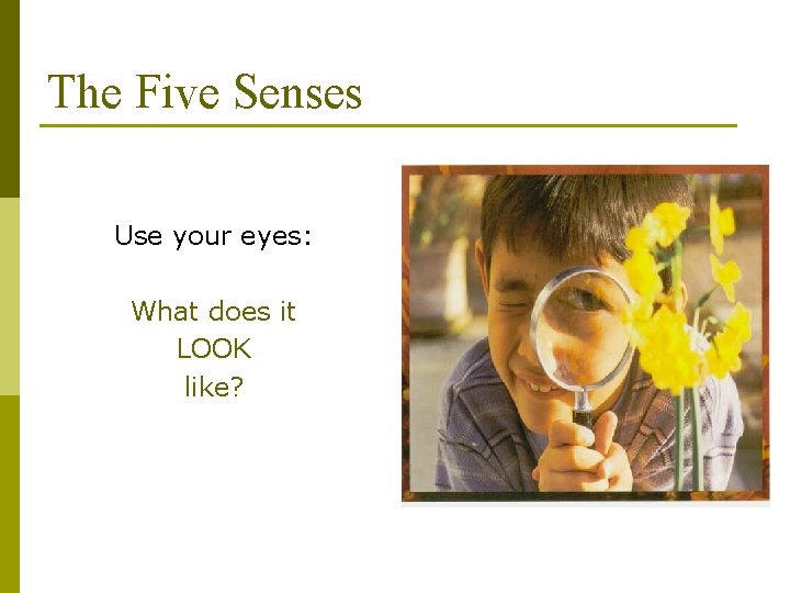 The Five Senses Use your eyes: What does it LOOK like? 