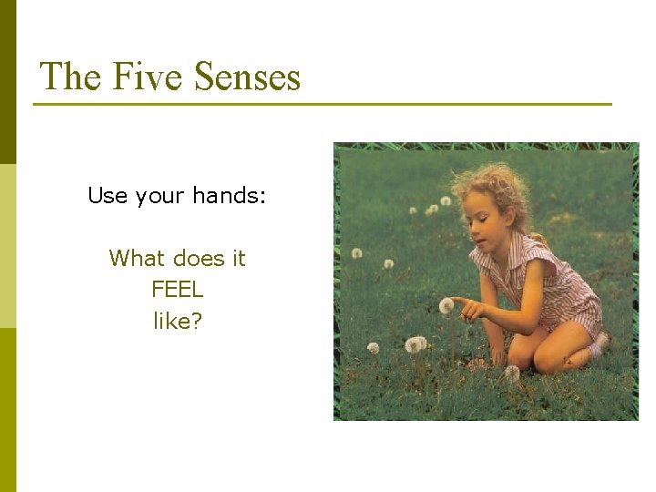 The Five Senses Use your hands: What does it FEEL like? 