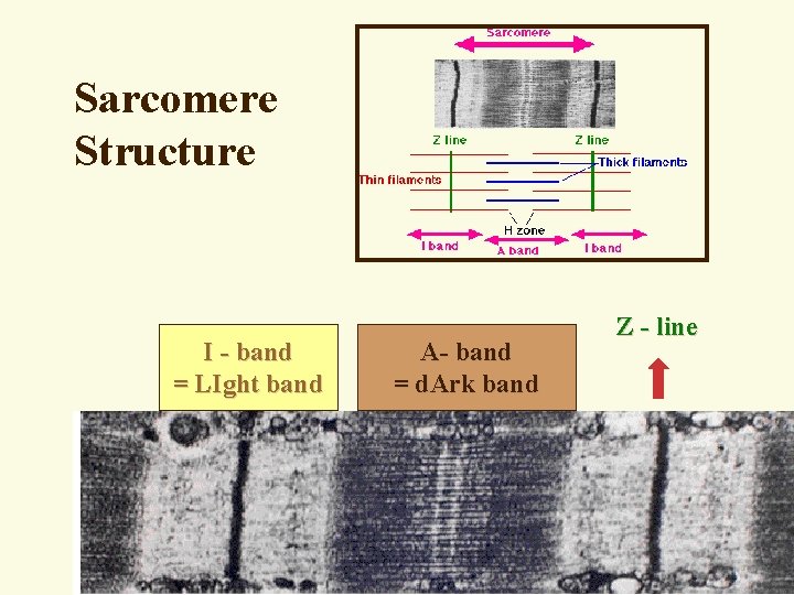 Sarcomere Structure I - band = LIght band A- band = d. Ark band