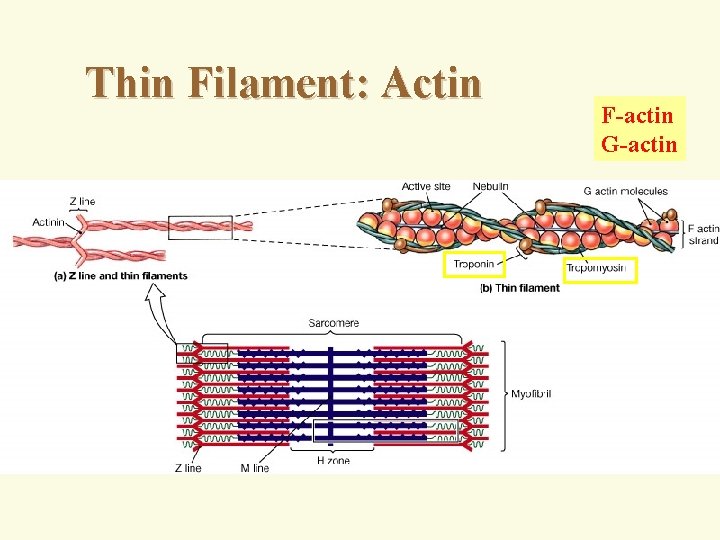 Thin Filament: Actin F-actin G-actin 