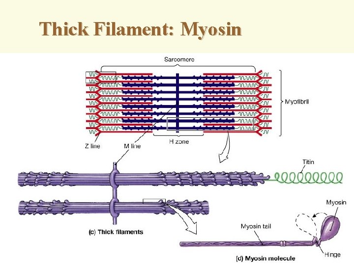 Thick Filament: Myosin 