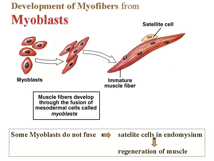 Development of Myofibers from Myoblasts Some Myoblasts do not fuse satelite cells in endomysium