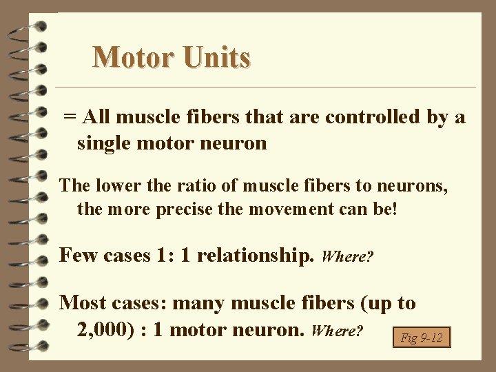 Motor Units = All muscle fibers that are controlled by a single motor neuron