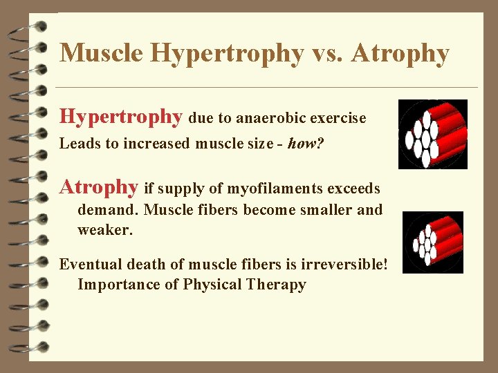 Muscle Hypertrophy vs. Atrophy Hypertrophy due to anaerobic exercise Leads to increased muscle size