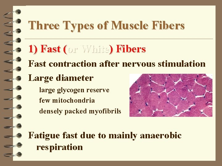 Three Types of Muscle Fibers 1) Fast (or White) Fibers Fast contraction after nervous