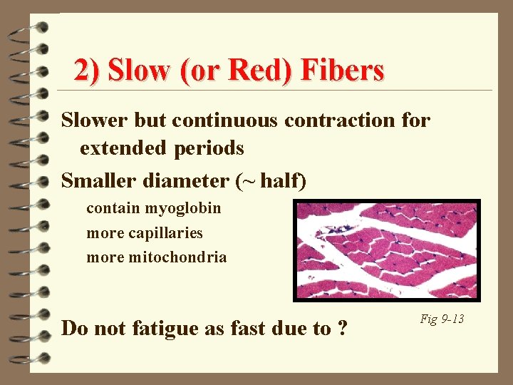 2) Slow (or Red) Fibers Slower but continuous contraction for extended periods Smaller diameter