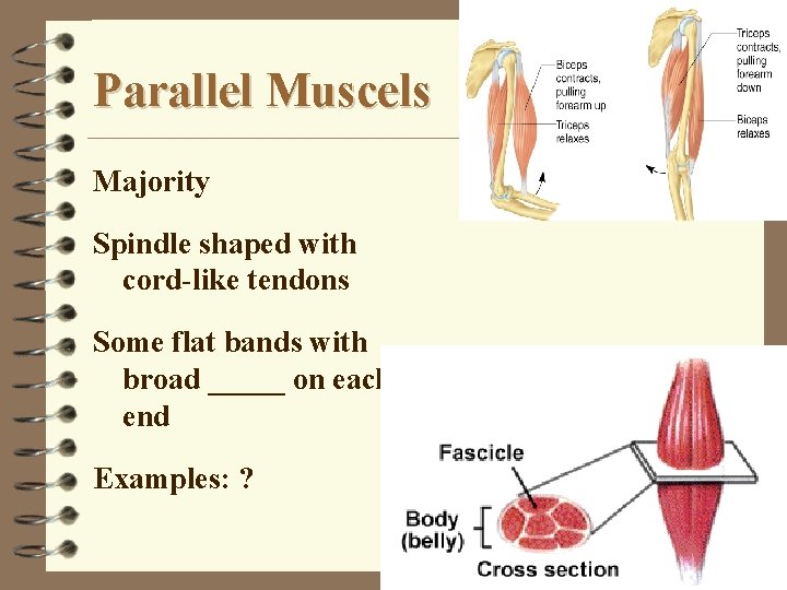 Parallel Muscels Majority Spindle shaped with cord-like tendons Some flat bands with broad _____