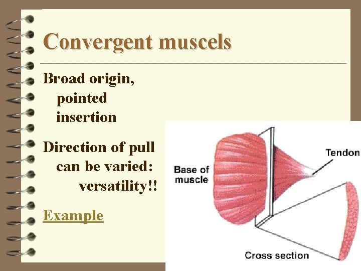 Convergent muscels Broad origin, pointed insertion Direction of pull can be varied: versatility!! Example